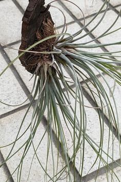 Expert Tips for Effortless Success! Embark on a journey into the world of Tillandsia Juncea care with our best-kept secrets. Discover ideal conditions, watering routines, and more for thriving air plants. Join us in nurturing vibrant Tillandsia Juncea with ease! IG Photo by: norari513 The Basics