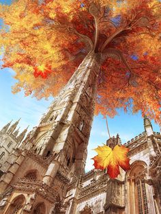 an autumn tree in front of a cathedral with its leaves turning orange and the sun shining down on it