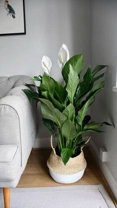 a potted plant sitting on top of a wooden table next to a white couch