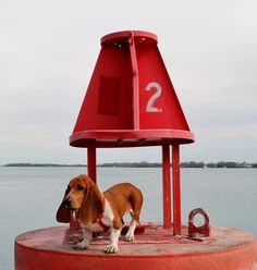 a brown and white dog standing on top of a red pole next to the water