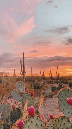 cactus plants in the desert at sunset with pink and yellow sky behind them, including cacti