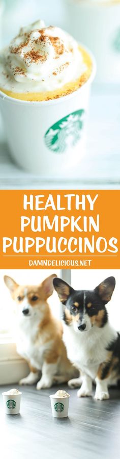 two small dogs sitting next to each other in front of a cup of pumpkin pudding