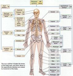 a diagram of the human skeleton with labels on each side and labeled bones in different sections