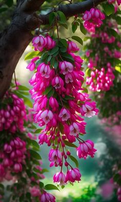 pink flowers hang from the branches of a tree