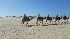 several people are riding camels on the beach