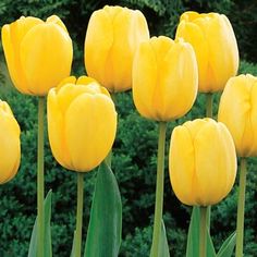 yellow tulips are blooming in the garden