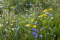 wildflowers and daisies grow in the tall grass