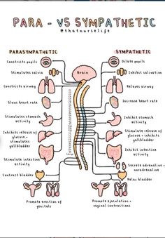 diagram of the parasymatic system with labels on each side and text below