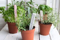 three potted plants sitting on top of a white wooden table next to each other