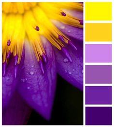 a purple and yellow flower with drops of water on it's petals in the center