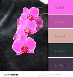 a color palette with pink and purple orchids