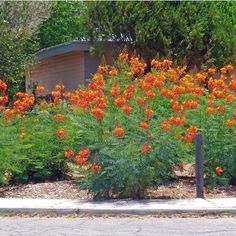 an orange flowered bush in the middle of a street with trees and bushes behind it