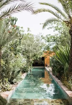 an outdoor pool surrounded by palm trees and greenery is shown in the foreground