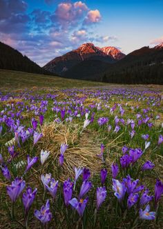 purple flowers are in the foreground with mountains in the background