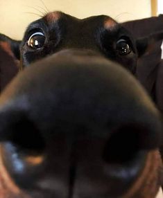 a close up of a dog's nose with it's eyes wide open