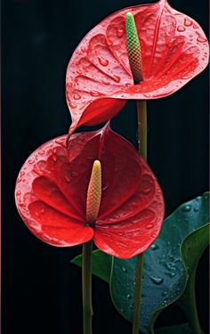 two red flowers with water droplets on them