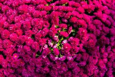 many pink flowers are arranged together in this photo