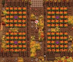 an overhead view of a garden with pumpkins