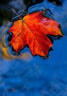 an orange leaf floating on top of water