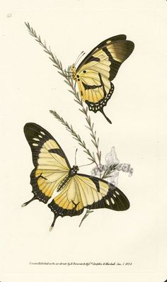 two yellow butterflies sitting on top of a plant