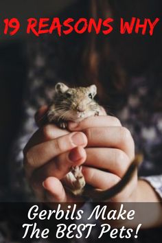 a person holding a small rodent in their hands with the caption, 9 reason why gerbils make the best pets