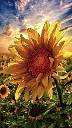 a large sunflower standing in the middle of a field with blue sky and clouds