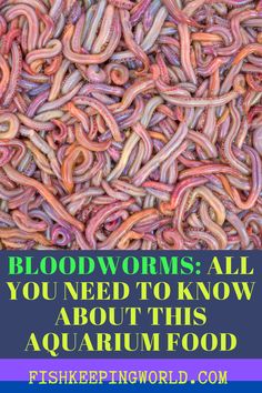 the words bloodworms all you need to know about this aquarium food are shown