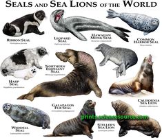 seals and sea lions of the world poster with names in english, spanish, and german