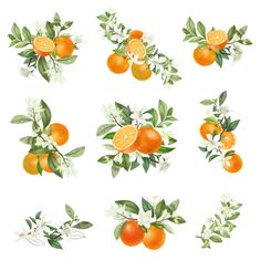 oranges with leaves and flowers on a white background stock photo edit to be used in this