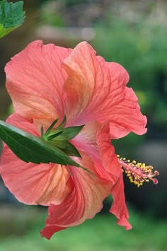 a pink flower with green leaves on it