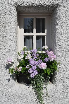 a window box filled with purple and white flowers