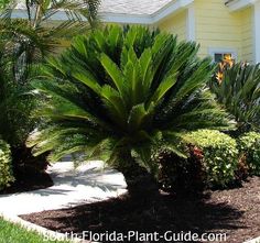 a palm tree in front of a yellow house with white trim and brown mulch