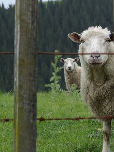 two sheep standing behind a wire fence in the grass with trees in the back ground