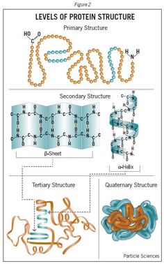 an image of the structure and functions of protein structures, including chain chains, beads, and other things