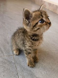 a small kitten sitting on top of a tile floor