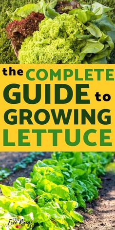 the complete guide to growing lettuce with text overlay that reads, the complete guide to growing lettuce