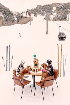 two dogs are sitting at a table in the snow with skis and equipment behind them