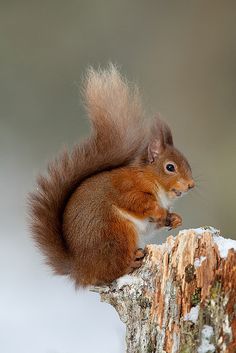 a red squirrel sitting on top of a tree stump