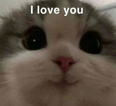 a close up of a cat's face with the words i miss you so much