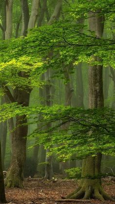 trees in the woods with green leaves on them