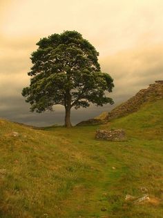 a lone tree sitting on top of a lush green hillside next to a stone wall