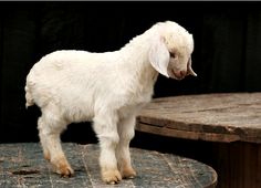 a small white goat standing on top of a wooden table