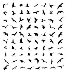 a flock of birds flying in the air