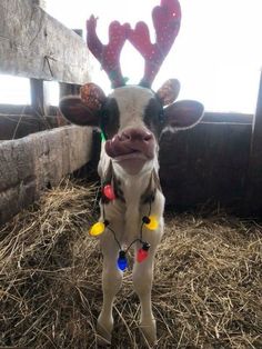 a cow with christmas lights on it's antlers standing in hay next to a fence