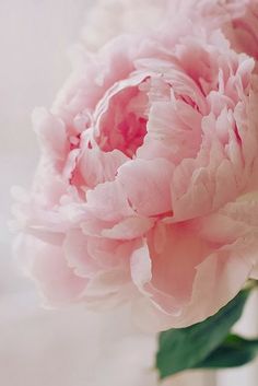 a large pink flower is in a vase