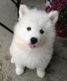 a small white dog sitting on top of a cement floor next to a potted plant