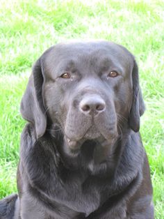 a black dog sitting in the grass looking at the camera with an intense look on his face