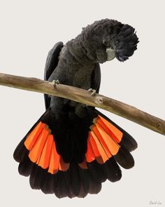 a black and orange bird sitting on top of a tree branch with its wings folded