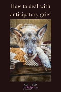 a dog laying on top of a couch with the caption how to deal with anticipatory griff