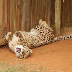 a cheetah rolling around on its back in the dirt near a wooden fence